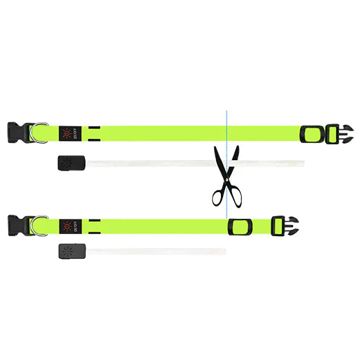 Miro & Makauri LED Flashing Collar