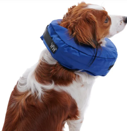 Buster inflatable dog collar sale