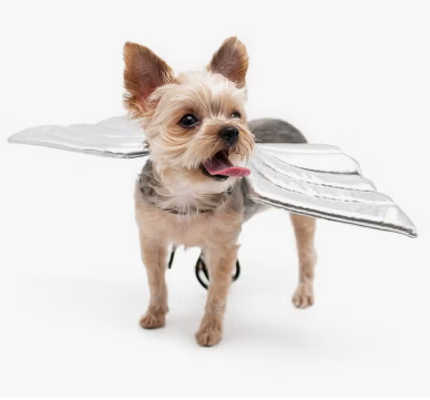 Dogo Pet - Angel Wings