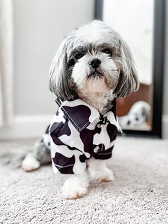 Hey Bert - Dog Shirt