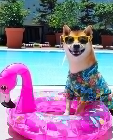 Parisian Pet - Hawaiian Shirt for Dogs
