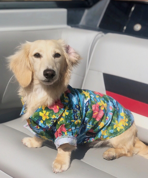 Parisian Pet - Hawaiian Shirt for Dogs