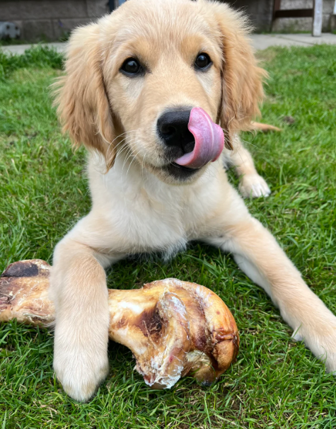 JR Pets Large Ostrich Bone