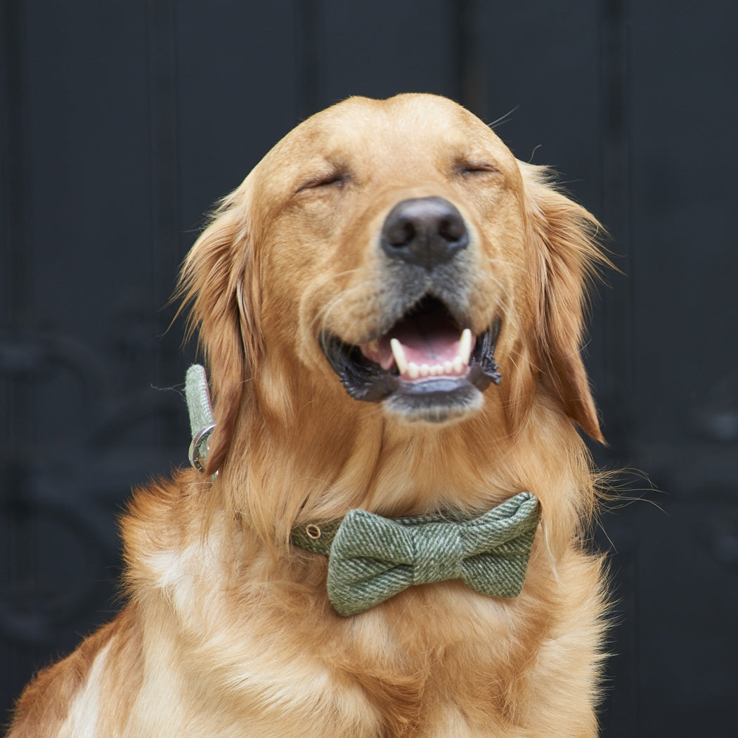 Sweet William Tweed Bow Tie green