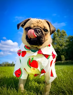 Hey Bert - Dog Shirt