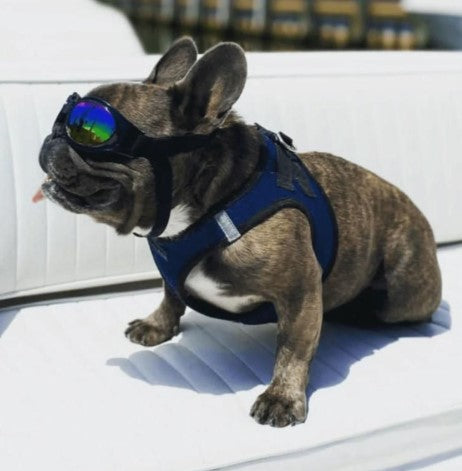 K9 Sports Shades - Dog Goggles