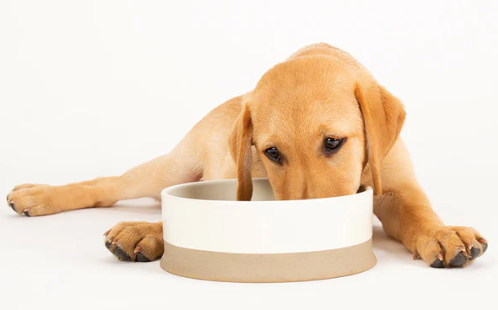 scruffsnontip pet bowl