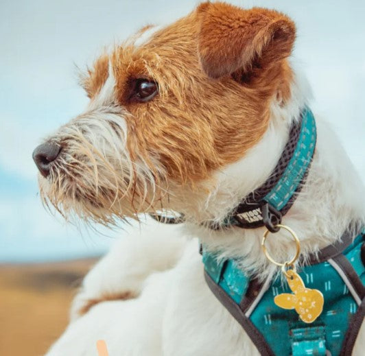 Twiggy Tags Adventure Collar Tranquil