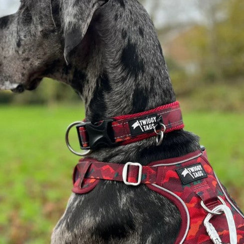 Twiggy Tags Aplenglow Harness