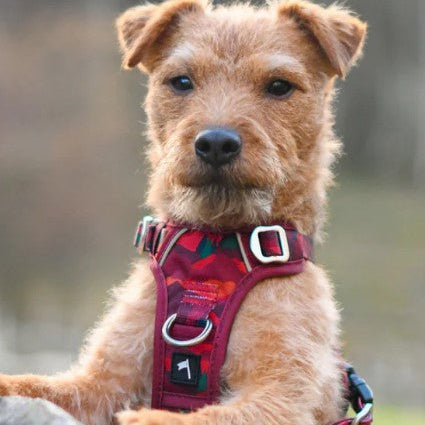 Twiggy Tags Aplenglow Harness