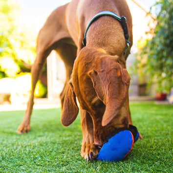 Tug-E-Nuff - The Clam - Treat dispensing dog toy