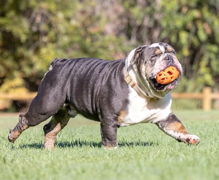 Chuckit! Air Fetch Football