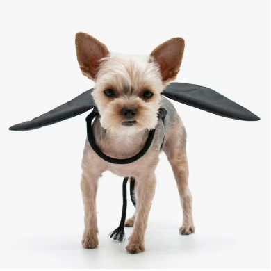 Dogo Pet - Bat Wings