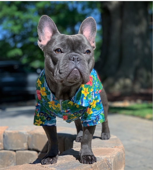 Parisian Pet - Hawaiian Shirt