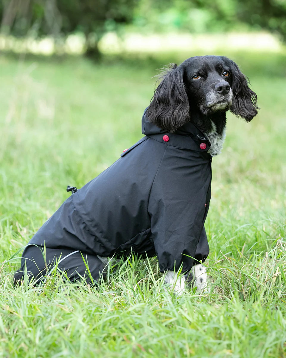 Springer hot sale spaniel raincoat