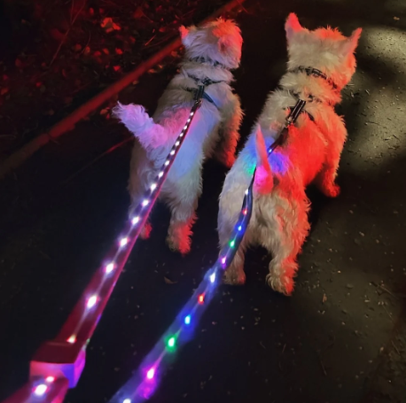 Doodlebone Light Up Lead