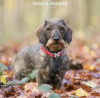 Hugo & Hudson Mesh Collar - Red