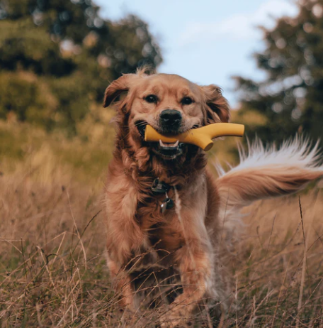 Beco - Natural Rubber Super Stick