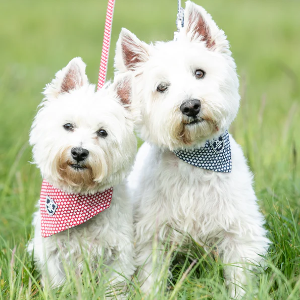 Hugo & Hudson Fabric Bandana - Red Star