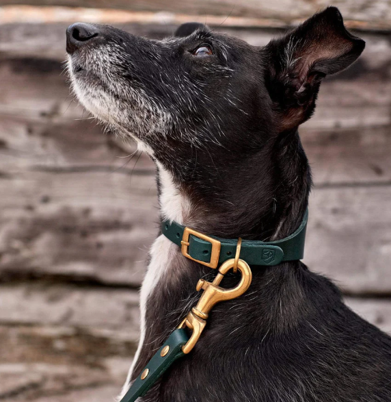 Stately Hound - Brass Riveted Leather Sighthound Collar