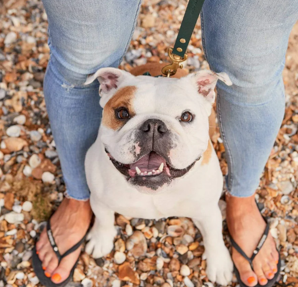 Stately Hound - Brass Riveted Leather Dog Lead