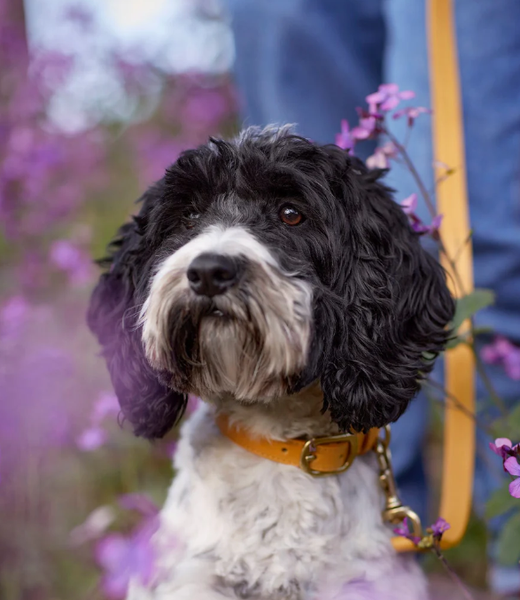 Stately Hound - Hand-Stitched Premium Leather Dog Lead with Brass Hardware