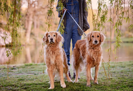 Stately Hound - Hand-Stitched Premium Leather Dog Lead with Brass Hardware