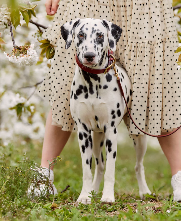 Stately Hound - Hand-Stitched Premium Leather Dog Lead with Brass Hardware