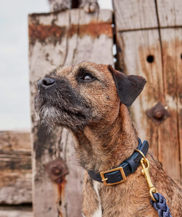 Stately Hound - Brass Riveted Leather Dog Collar