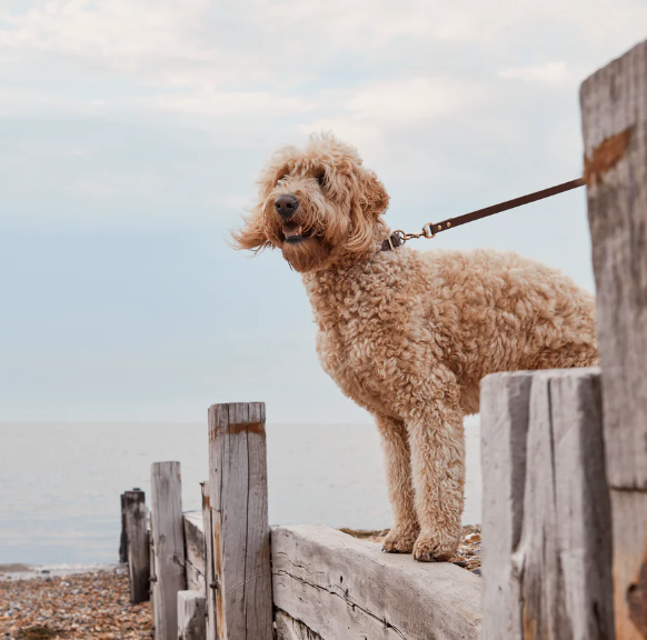 Stately Hound - Brass Riveted Leather Dog Collar