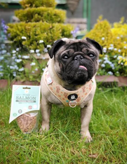 JR Pets Salmon Training Treats