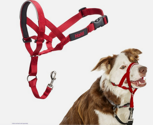 Halti - Head collar