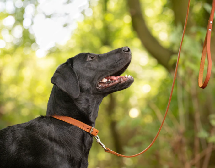 Earthbound Soft Country Leather Collar