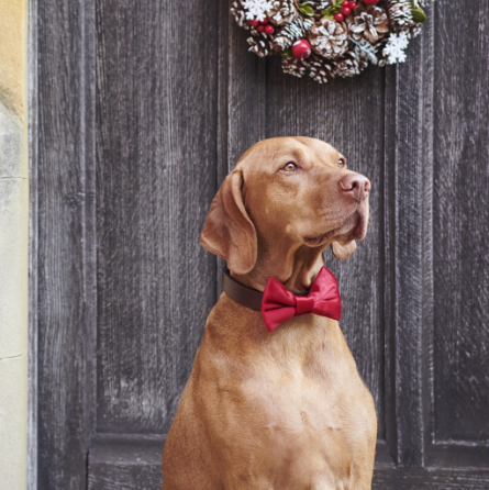 Sweet William Velvet Bow Tie