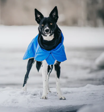 Paikka Visibility Winter Jacket for Dogs