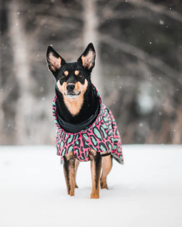 Paikka Visibility Winter Jacket for Dogs