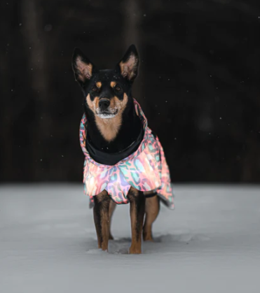 Paikka Visibility Winter Jacket for Dogs