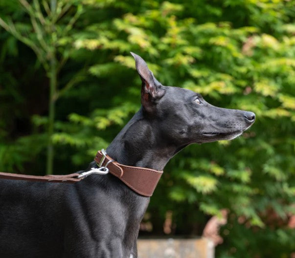 Earthbound Leather Whippet Collar