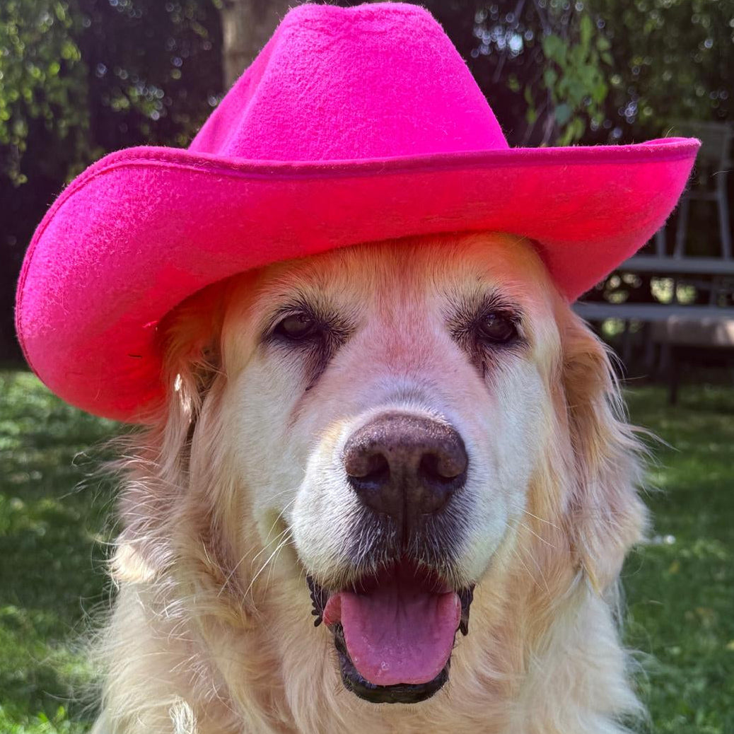 Dog wearing a bright pink cowboy hat outdoors