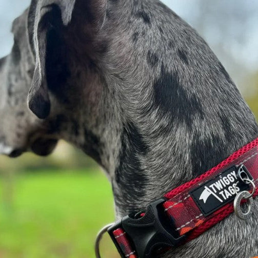 Twiggy Tags Alpenglow Collar