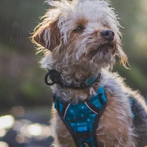 Twiggy Tags Tranquil Harness