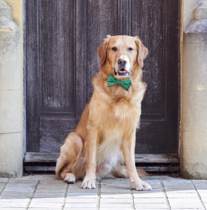 Sweet William Velvet Bow Tie